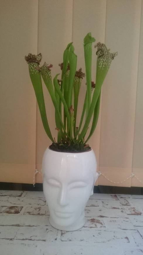 12185989_1033360896686250_927327520_o